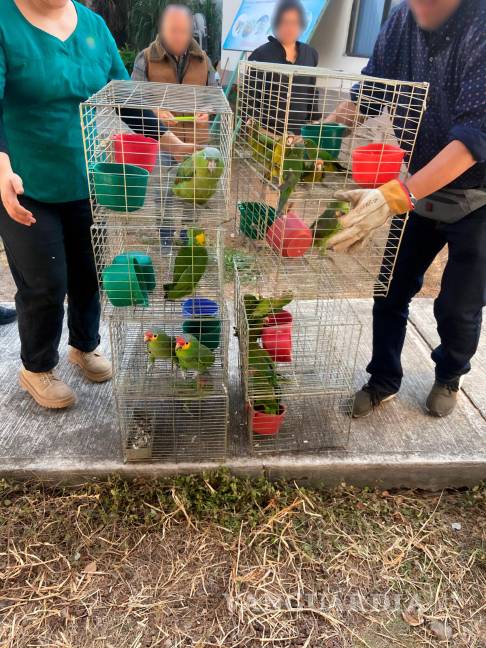 $!Profepa asegura más de 100 aves silvestres en operativo contra tráfico ilegal en tianguis de Morelos