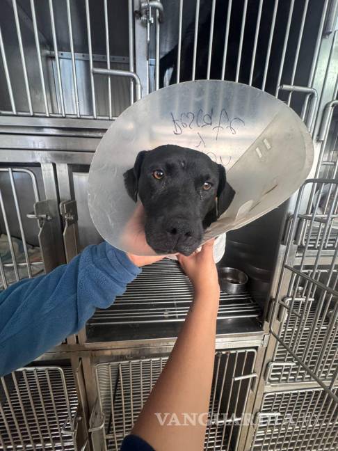 Crueldad extrema: mutilan a perrito en colonia El Tanquecito, en Saltillo; lo rescata Policía Ambiental