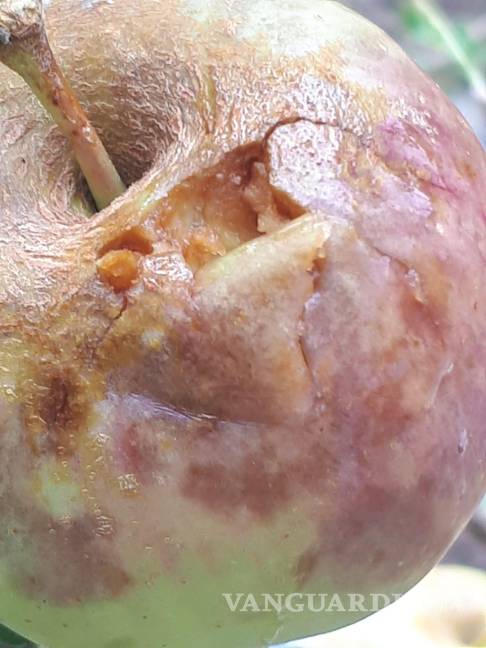 Afecta granizo 70 hectáreas de manzanos en Arteaga, pero comunidad agradece la lluvia