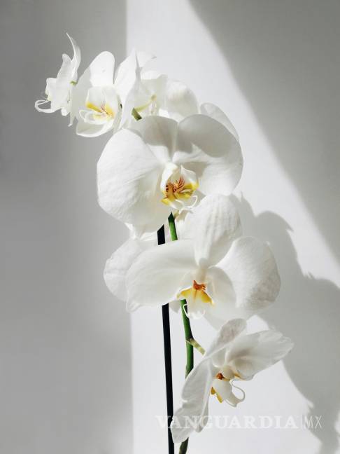$!Las orquídeas pueden ser reconocidas por sus flores de simetría fuertemente bilateral