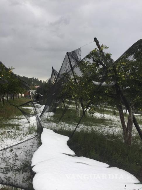 Afecta granizo 70 hectáreas de manzanos en Arteaga, pero comunidad agradece la lluvia
