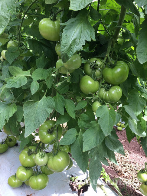 $!Patenta científica mexicana producto para control biológico de nematodo que afecta a papa y tomate