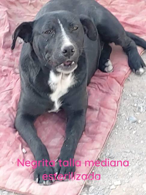 Saltillo: ¿has visto estos perritos? Asaltan a Fundación Lomitos al Rescate y varios se perdieron