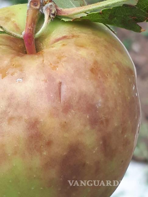 Afecta granizo 70 hectáreas de manzanos en Arteaga, pero comunidad agradece la lluvia