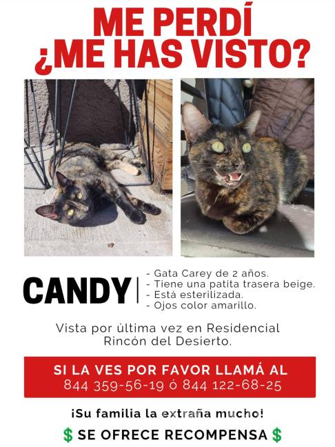 $!Familia de ‘Candy’ ofrece recompensa a quien les ayude a encontrarla. La gatita desapareció el pasado 8 de diciembre en Saltillo.