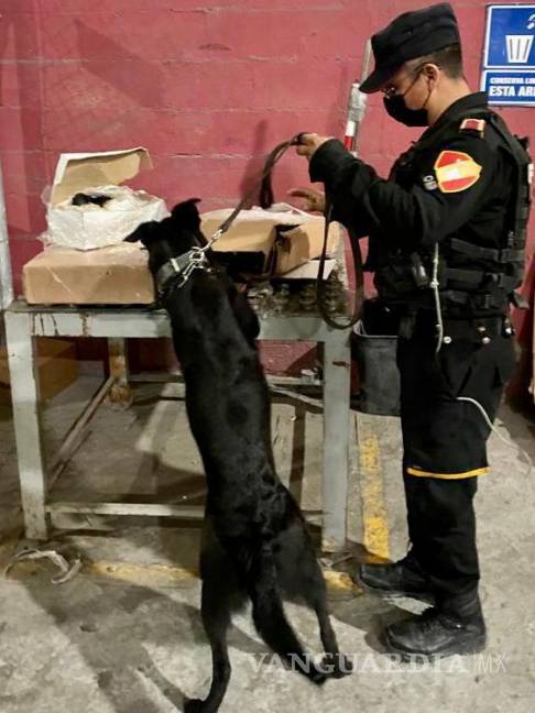 $!Con la ayuda de binomios caninos pudieron detectar el enervante en la empresa de paquetería del municipio de San Nicolás de los Garza.