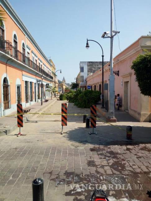 $!Denuncian ecocidio en Mazatlán, empresa cortó árboles sanos en Centro Histórico