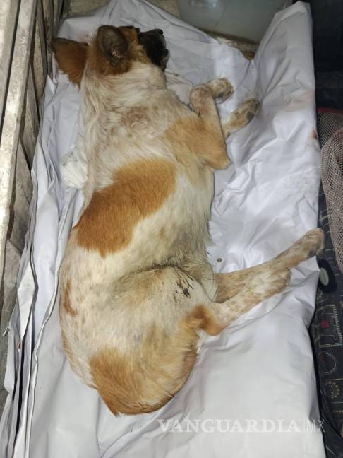 $!El can recibió atención médica urgente en el vagón de Protección Animal.