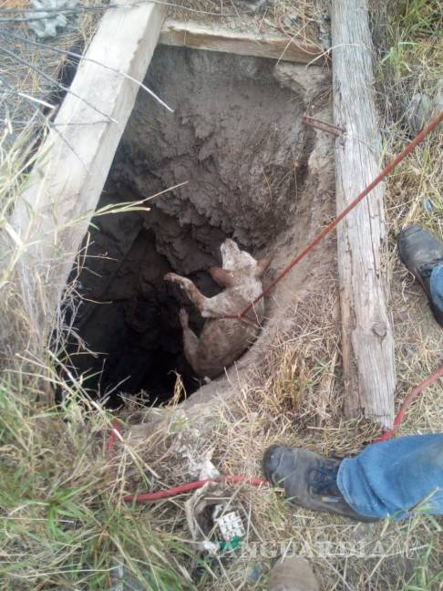 $!Bomberos rescatan perritos de una noria en el centro de Parras de la Fuente, Coahuila