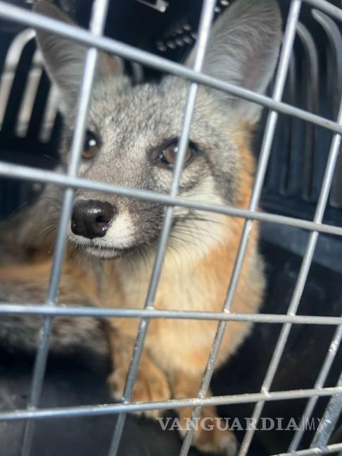 $!Elementos de la Policía Ambiental aseguran al zorro encontrado en la colonia San Alberto.