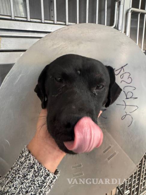 Crueldad extrema: mutilan a perrito en colonia El Tanquecito, en Saltillo; lo rescata Policía Ambiental