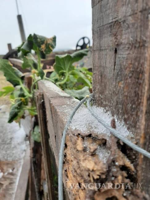Así lucen Monclova, Múzquiz y Frontera congelados por frente frío (FOTOS)