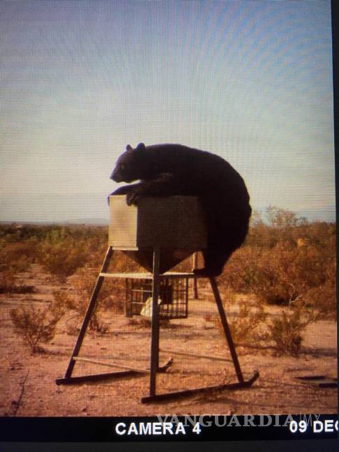 Captan a oso visitar un rancho de San Buenaventura