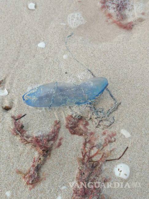 $!Medusa peligrosa aparece en playas de México, advierten a turistas