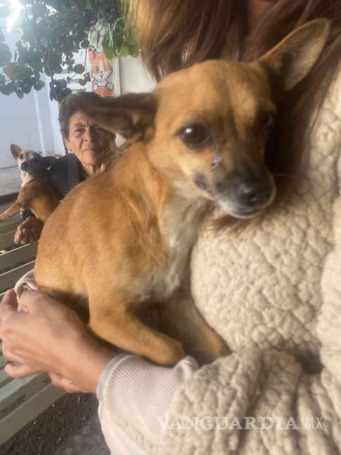 $!La vacunación antirrábica es una de las principales acciones preventivas del Municipio.