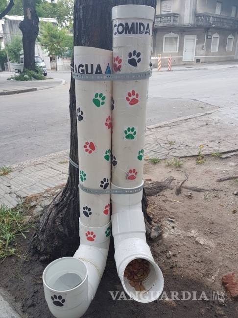 $!Piden rescatistas de Saltillo fomentar bebederos para perros sin hogar por ola de calor