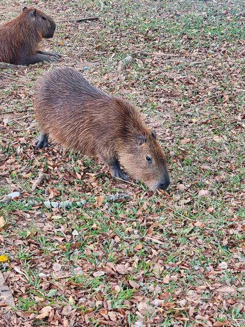 $!Capibara.