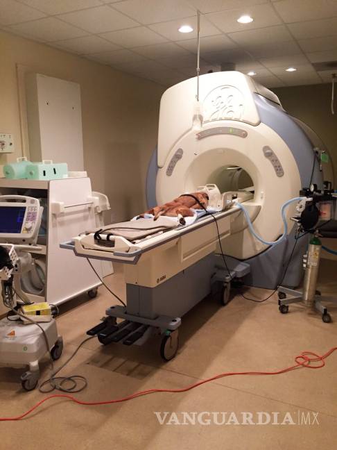 Max fue sometido a tortura; Raúl Julia Levy demandará a director del Antirrábico de Saltillo