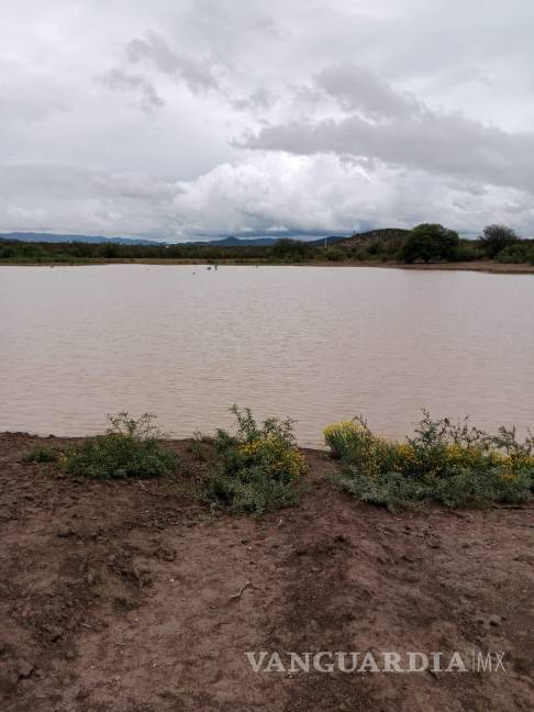 $!Las recientes lluvias en Saltillo han permitido que los pozos de abrevadero alcancen un 80 % de su capacidad, beneficiando al sector ganadero.