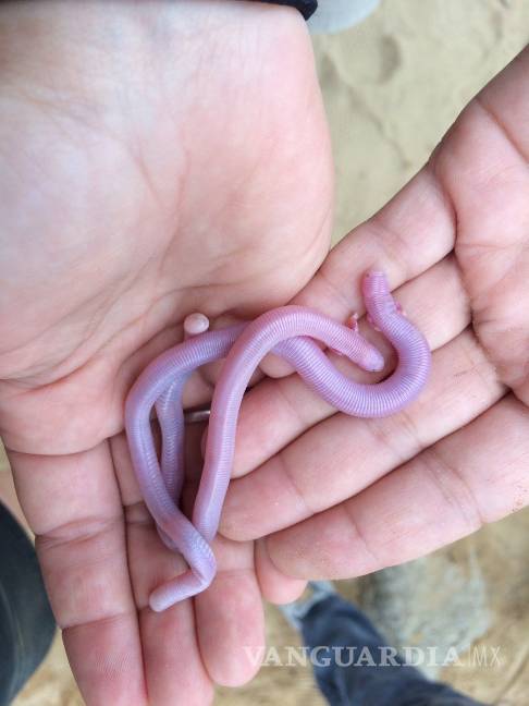 $!Encuentran ‘mítico’ reptil de dos patas en Baja California