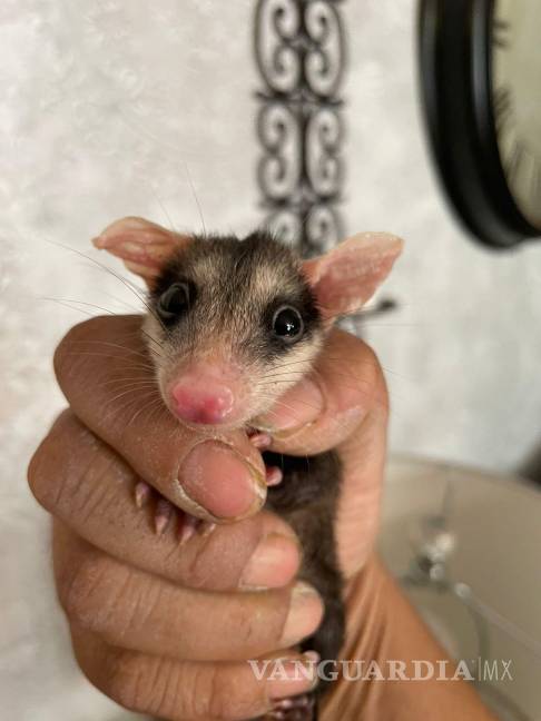 $!Solo una de las crías de tlacuache fue rescatada con vida; está bajo resguardo.