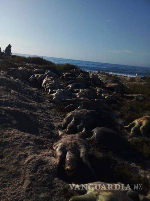 $!Encuentran cientos de tortugas golfinas muertas en playa de Oaxaca