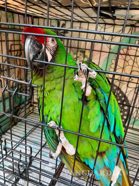 $!Reubica Profepa a 41 ejemplares que presentaban estrés y peso bajo, en Morelos.