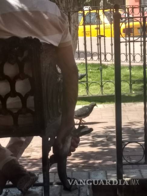 De nuevo en Saltillo… Hombre caza palomas de plaza pública