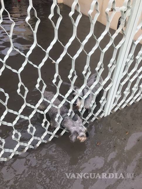 $!Reabren vialidades que fueron cerradas por lluvias en Saltillo; sorprenden inundaciones a la ciudad