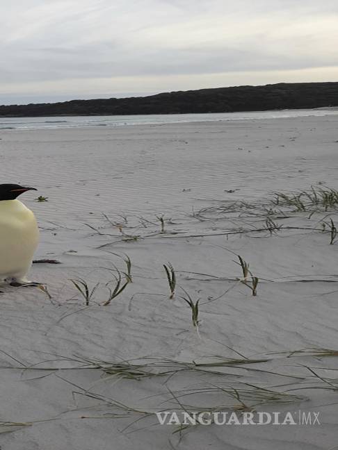 $!Un pingüino emperador macho, llamado Gus, se encuentra en una playa cerca de Dinamarca, Australia a miles de kilómetros de su hábitat normal en la Antártida.