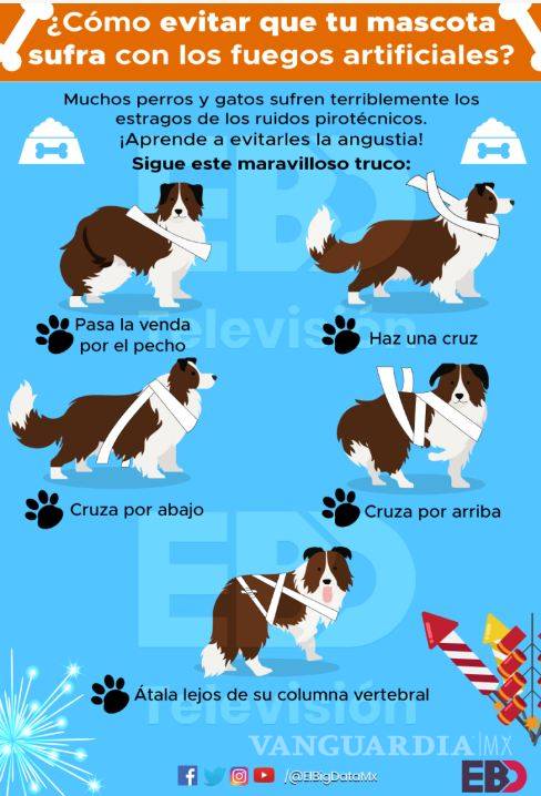 $!Te damos un método para que evites que tu perro se asuste y sufra con los fuegos artificiales de las fiestas decembrinas