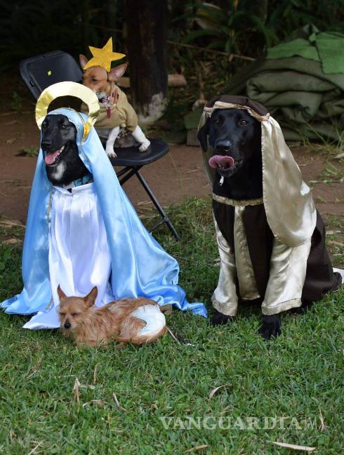 $!La perri-pastorela se llevó a cabo en un centro de adiestramiento canino en Xalapa, Veracruz. K-9 Xalapa A.C.