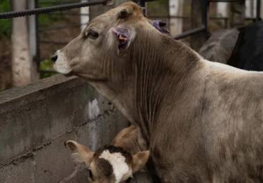 De acuerdo con el reporte oficial del Servicio Nacional de Sanidad, Inocuidad y Calidad Agroalimentaria (Senasica), en Coahuila se han detectado 12 casos de gusano barrenador.