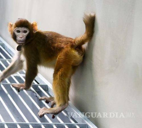 $!Clonación de mono rhesus, un hito científico con implicaciones éticas