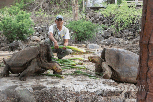 $!Logran recuperar especie extinta de tortuga gigante en Galápagos