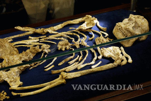 $!Descubren el esqueleto humano más completo 3.6 millones de años de antigüedad