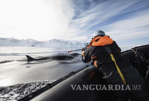 $!Cámaras colocadas en ballenas revelan datos de su vida en la Antártida
