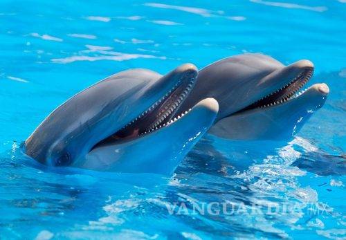 $!Se cazan casi 100 mil delfines cada año, alertan