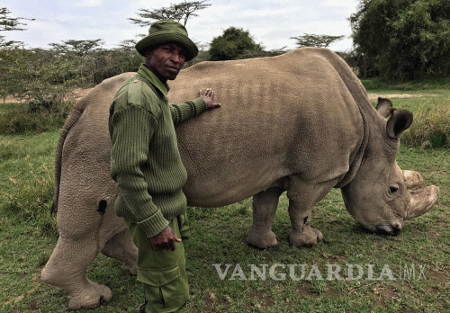 $!Empeora la salud del último rinoceronte blanco del norte del mundo