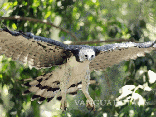 $!Águila harpía, ave nacional de Panamá, en peligro de extinción
