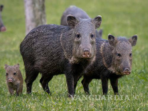 $!Imagen referencial de una familia de pecarís