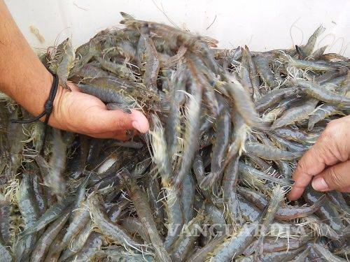 $!Pesca de camarón es incosteable y está en riesgo de desaparecer, señalan pescadores