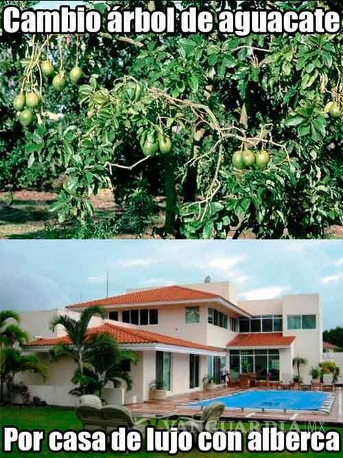 $!Se burlan en redes del precio del aguacate