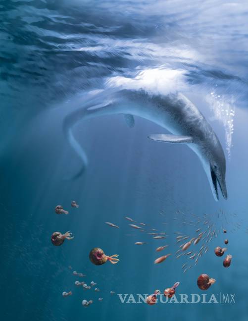 $!Recreación de C. youngorum acechando los océanos hace 246 millones de años. Ilustración de Stephanie Abramowicz