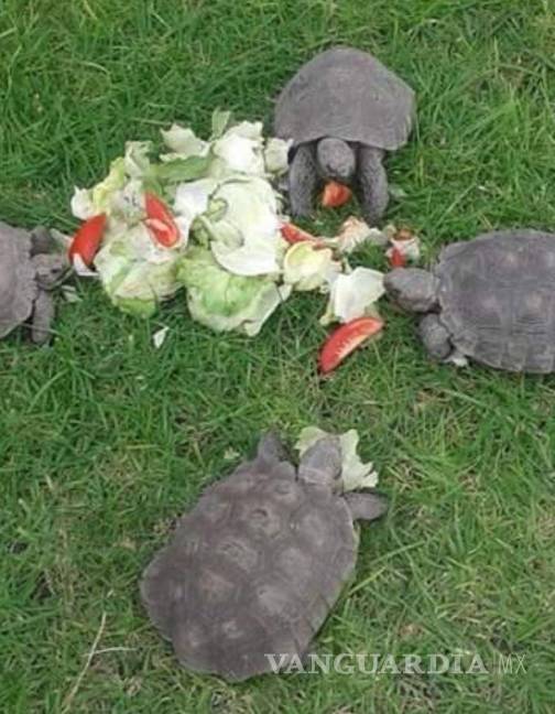 $!‘Torcuata’ acompañada de otras tortugas.