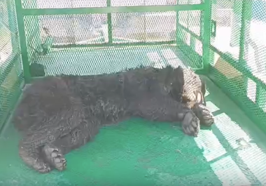 El osezno negro capturado en la colonia El Mirador permanecerá varios días más bajo resguardo especializado, donde recibe alimentación, vitaminas y atención integral antes de su liberación.