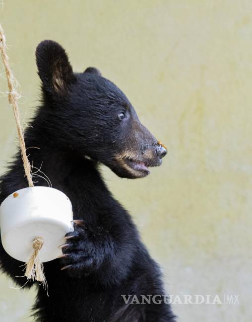 Cachorros huérfanos de osa atropellada ya no regresarán al entorno natural; evalúan lugares de resguardo