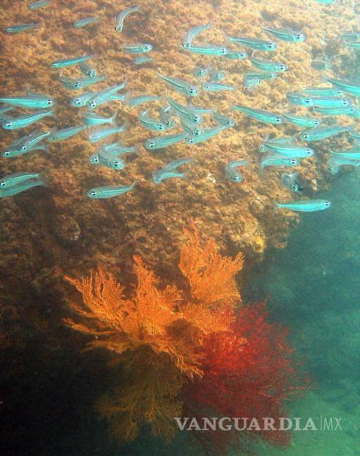 $!Para los corales, el aumento de la temperatura del planeta, la contaminación del agua y la sobrepesca les provocan estrés y “causando el ‘blanqueamiento del coral’.