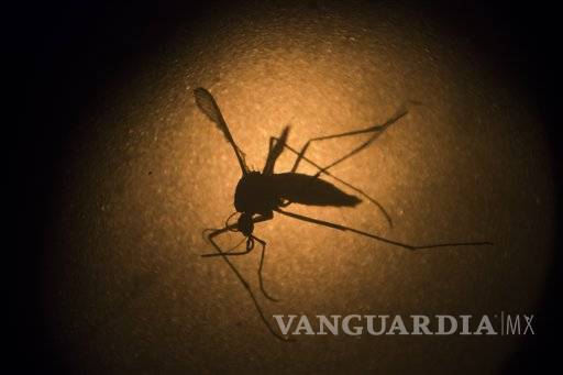 $!Un mosquito modificado genéticamente será utilizado para prevenir el zika