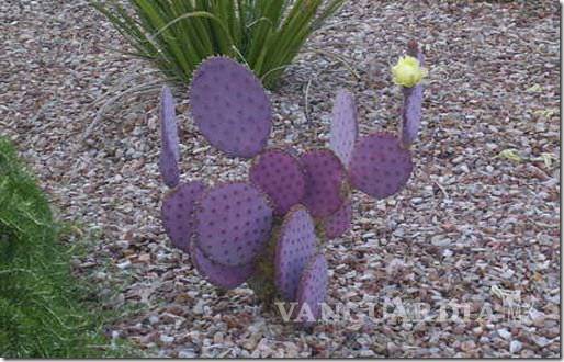 $!La Zona del Silencio: las brújulas fallan, no hay señal de radio y algunos dicen que... ¡han visto naves extraterrestres!